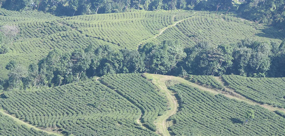 Sandakphu Trek