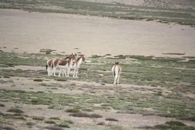Rumtse to Tsomoriri Trek gallery image
