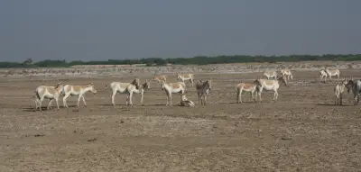 Gujarat- Unknown Treasures gallery image