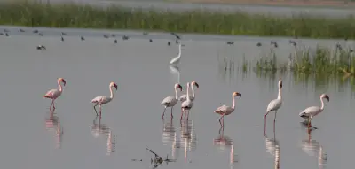 Gujarat- Unknown Treasures gallery image